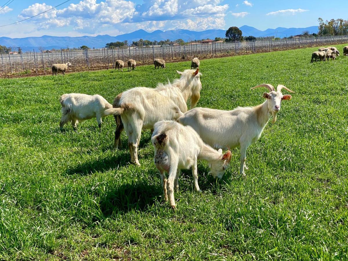 Agriturismo L'Ovile Borgo San Michele  Kültér fotó